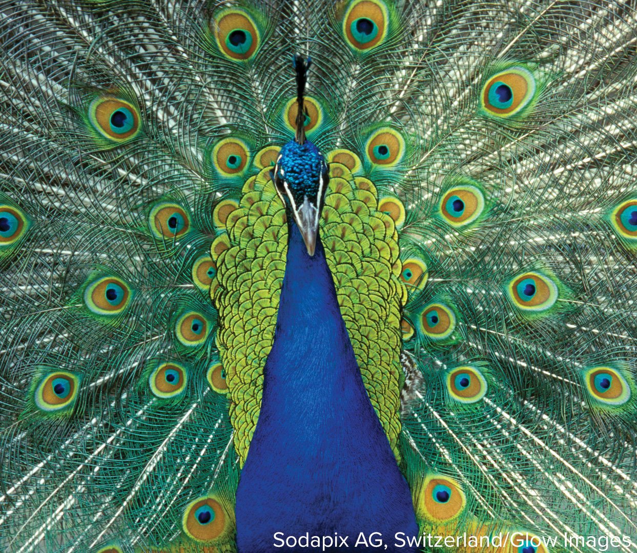 A peacock with its tail fanned out, showing the repeating eye pattern of its feathers.