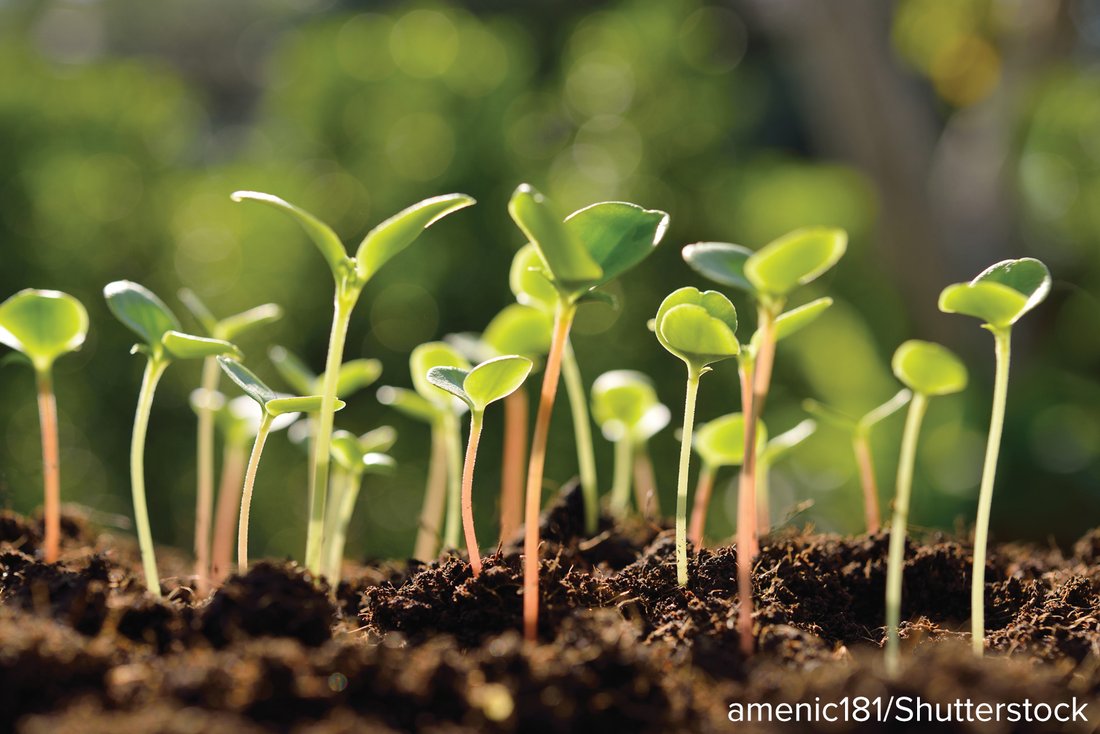 Close-up of young seedlings sprouting from dark soil, each at a slightly different height.